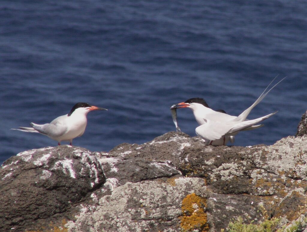 konica minolta digital camera konica minolta digital camera